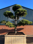 Smuk skulpturel bonsaiklippet Østrigsk fyr, med kraftige, smukke puder i en den karakterisk grønne nål farve 