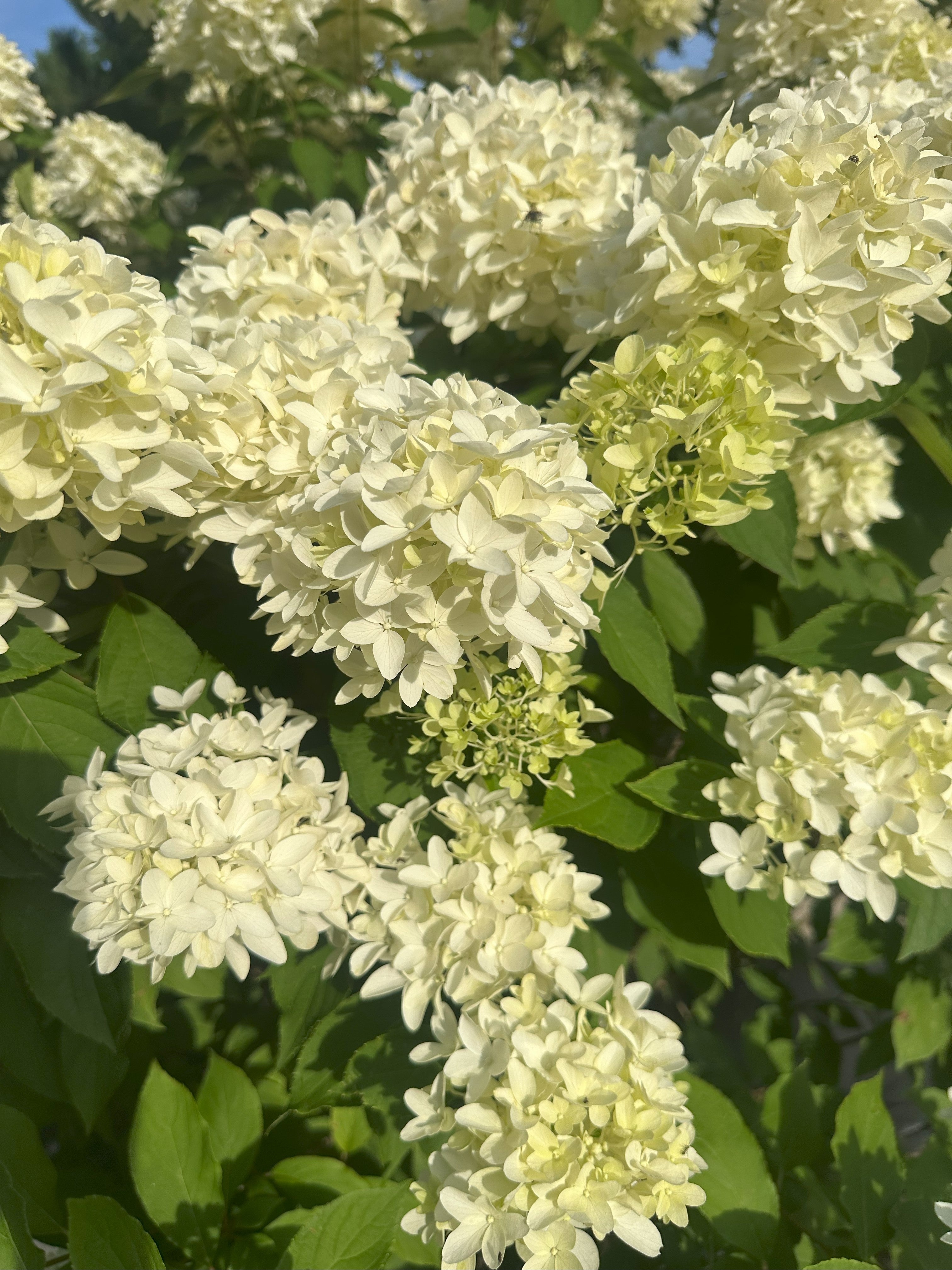 Smukke kegleformet blomsterstande på syrenhortensia hydrangea paniculata skyfall 