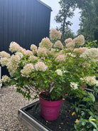 Flotte busket dværg syrenhortensia, som skifter blomsterfarve henover sommeren. 