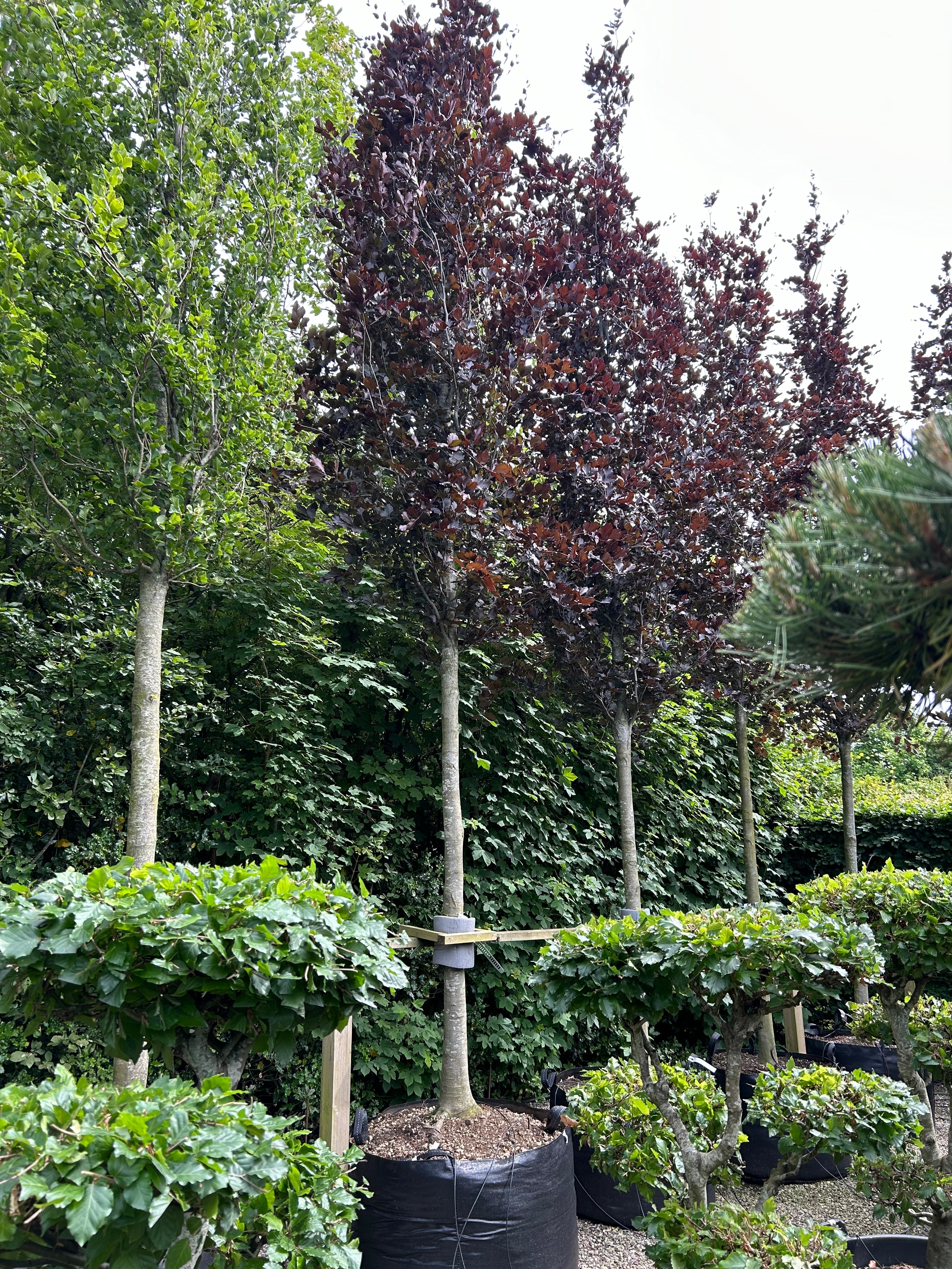 Opstammet søjleformet Blodbøg/Rødbøg, Fagus Sylvatica Dawyck Purple. 