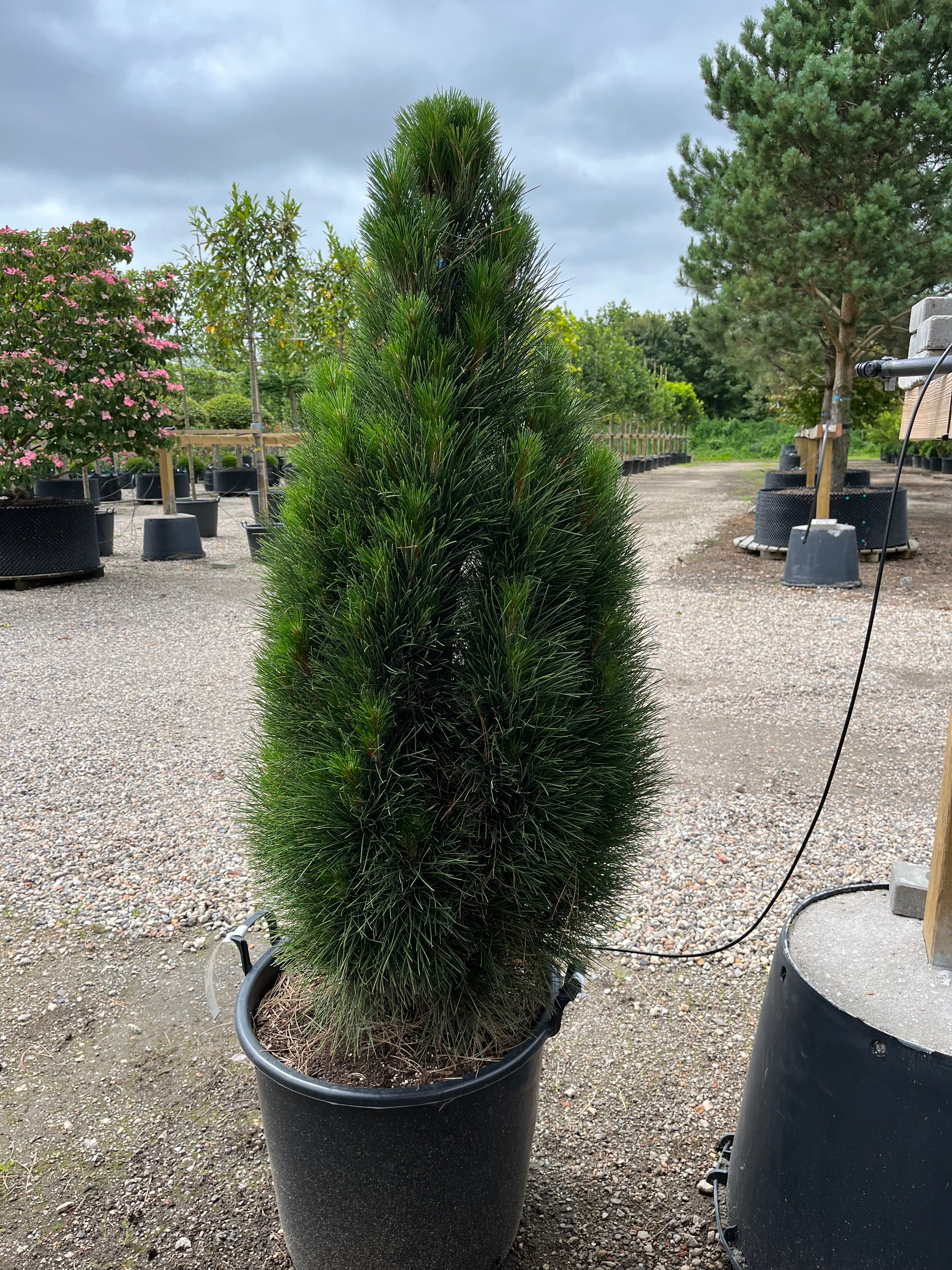 Søjleformet Østrigsk fyr, Pinus nigra Green Tower, tæt opret vækstform