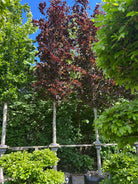 Opstammet Søjleformet Blodbøg/rødbøg, Fagus sylvatica Dawyck purple, med en kraftig stamme og krone 