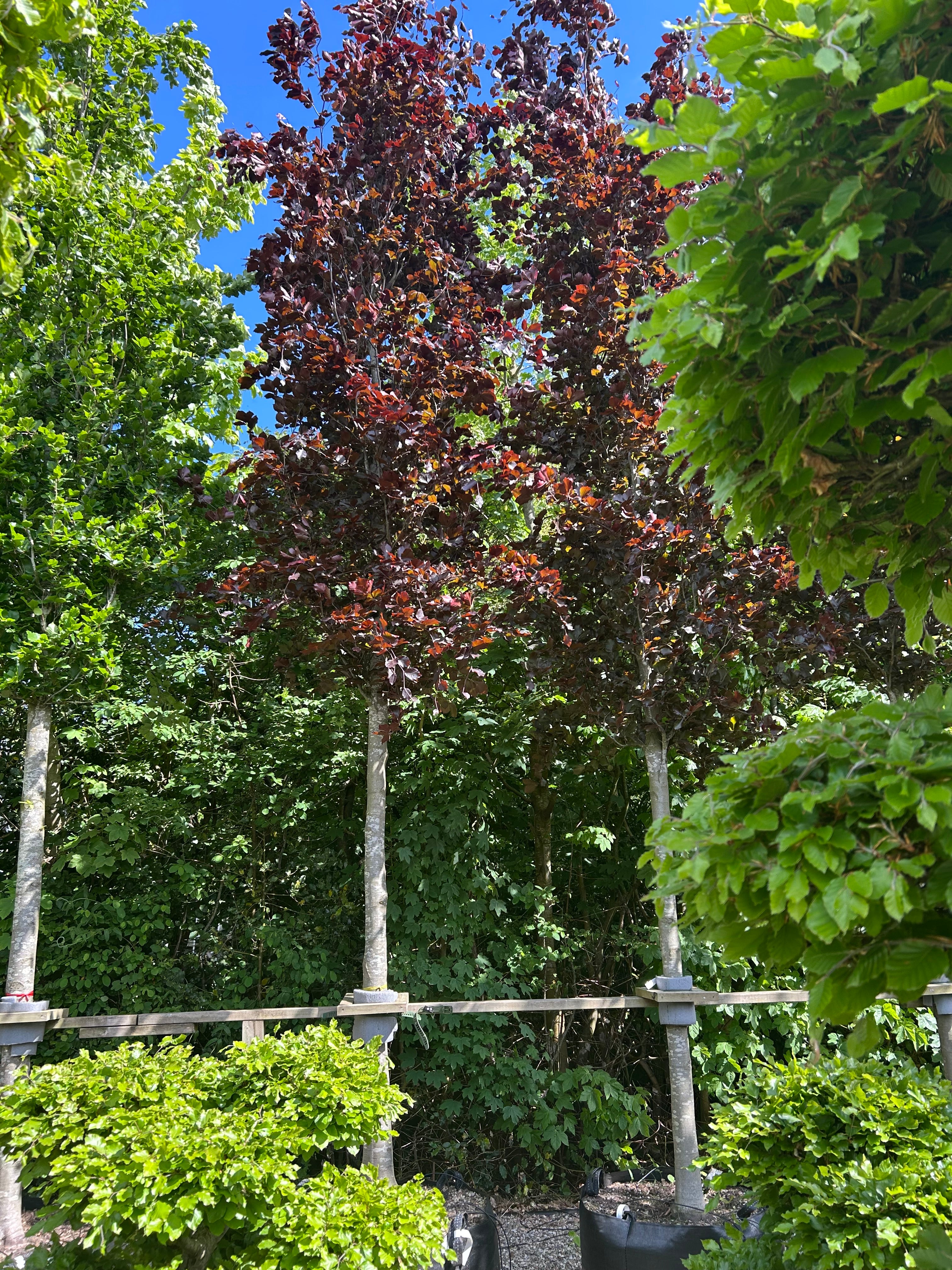 Opstammet Søjleformet Blodbøg/rødbøg, Fagus sylvatica Dawyck purple, med en kraftig stamme og krone 