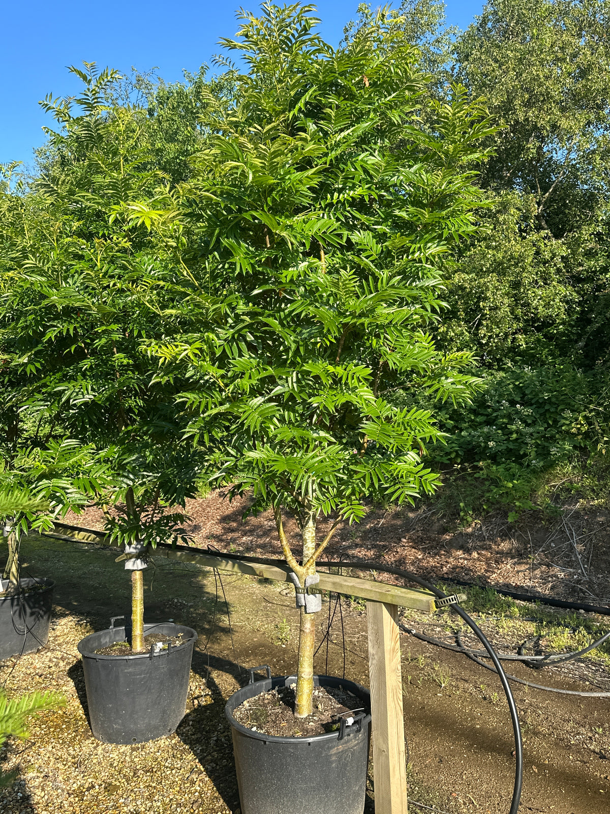 Halvstammet koreansk røn, Sorbus 'Dodong', med en elegant, vaseformet krone af friske grønne blade.