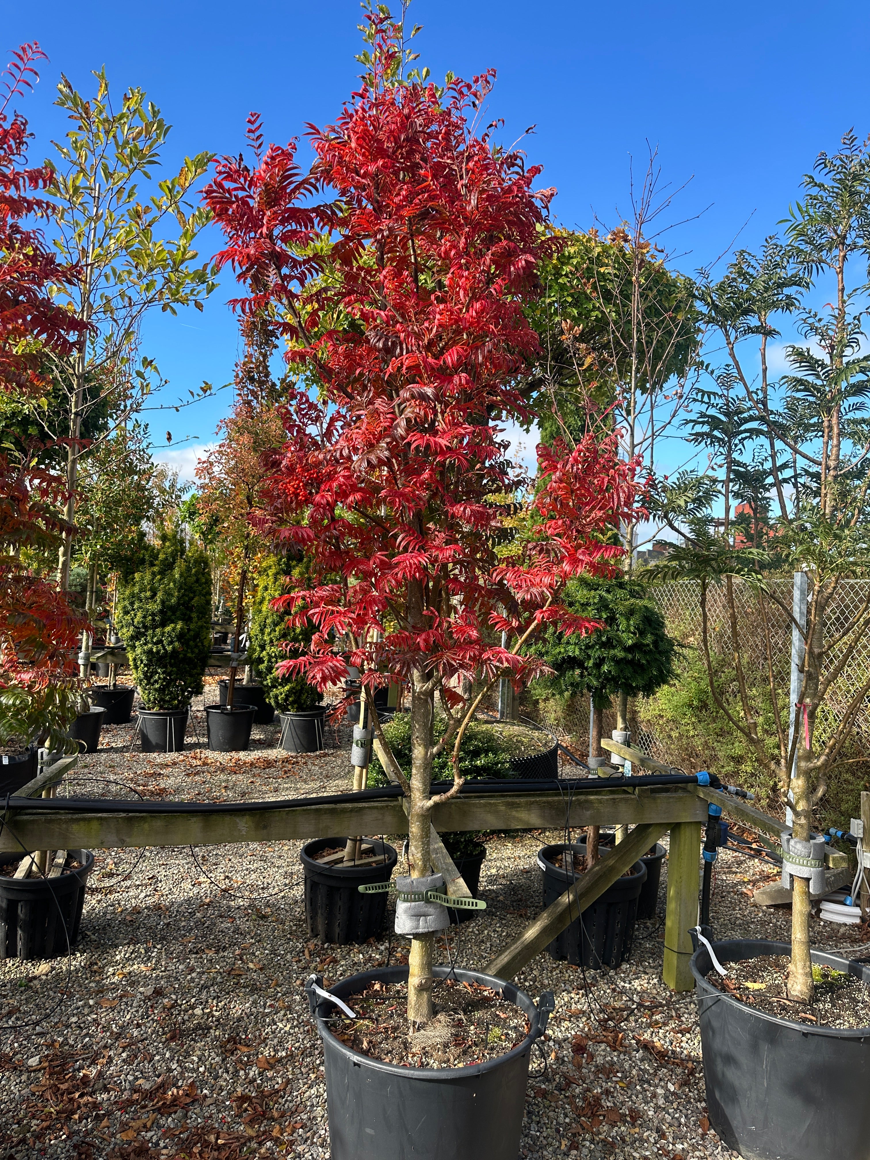 Halvstammet koreansk røn, Sorbus 'Dodong', i fuld efterårspragt med glødende orange og kobberrøde blade.