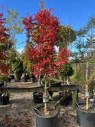 Halvstammet koreansk røn, Sorbus 'Dodong', i fuld efterårspragt med glødende orange og kobberrøde blade.