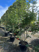 Multistammet almindelig røn, Sorbus aucuparia, med flere synlige stammer og en åben krone med uligefinnede blade.