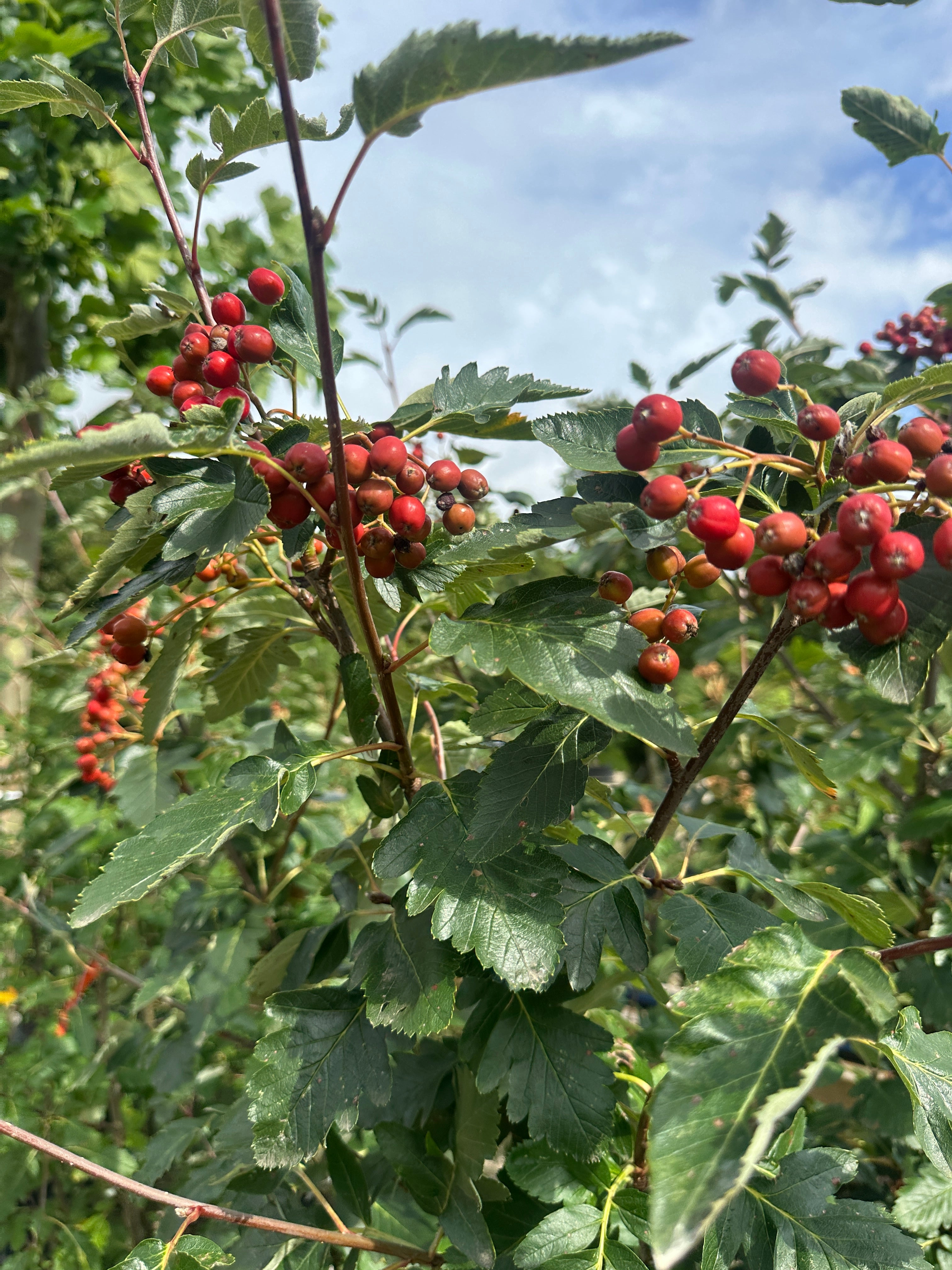 Røde bær på en Acer tataricum subsp. ginnala - Sejlerøn.