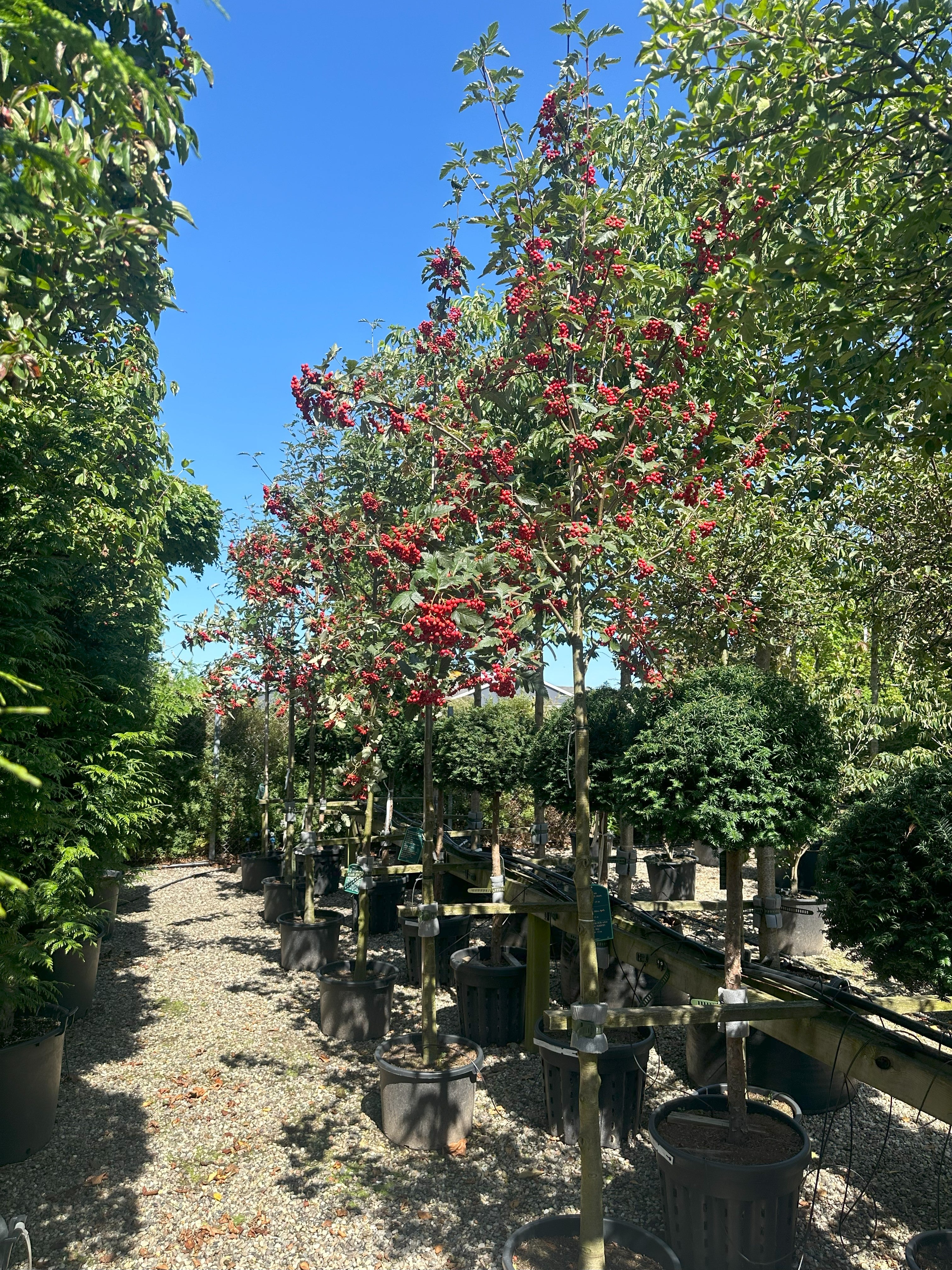 Opstammet Sorbus intermedia 'Brouwers' sejlerøn med en bar stamme og en tæt, symmetrisk ægformet krone.