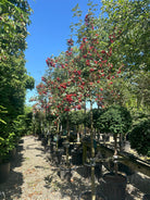 Opstammet Sorbus intermedia 'Brouwers' sejlerøn med en bar stamme og en tæt, symmetrisk ægformet krone.