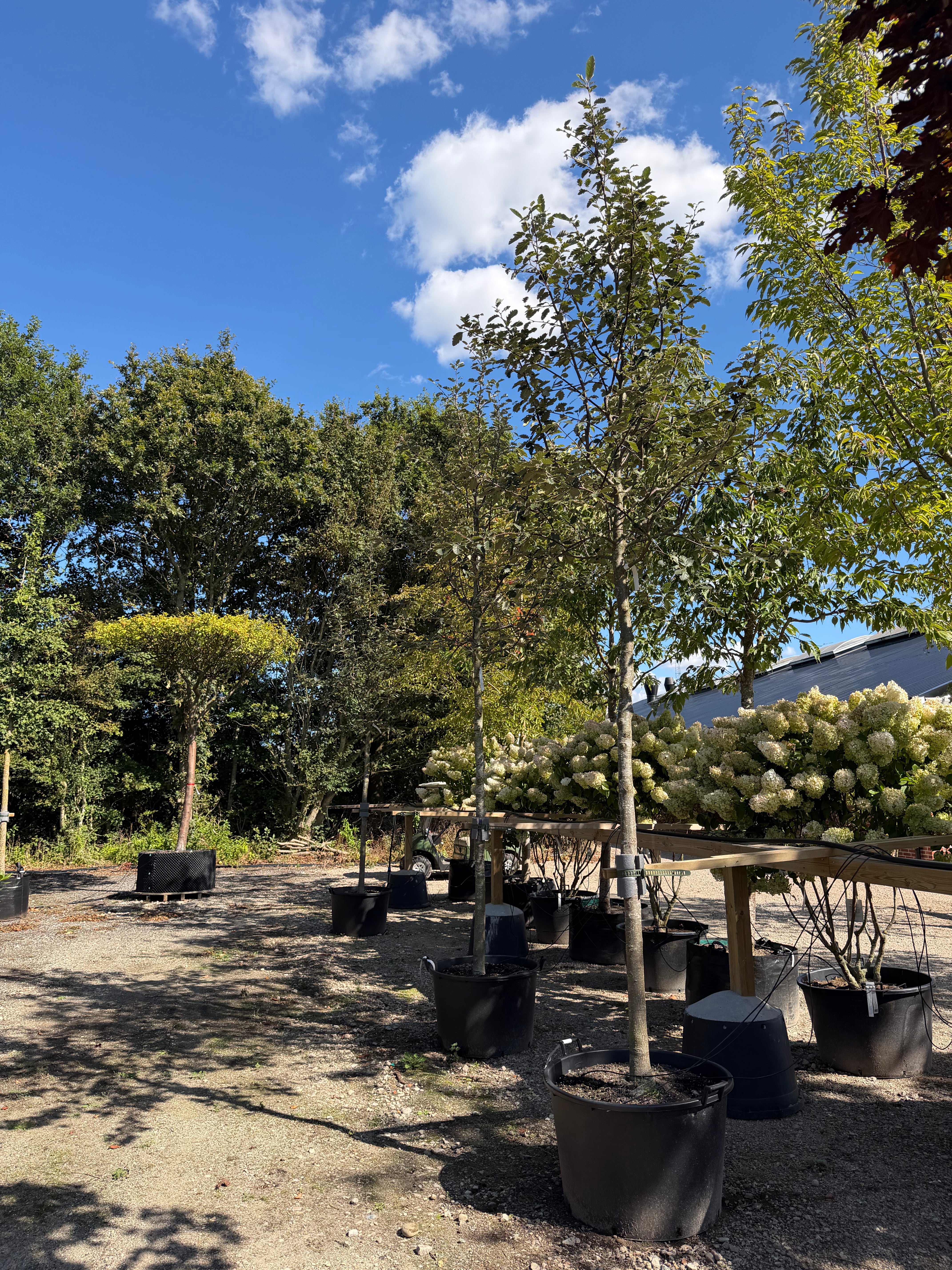 Opstammet Sorbus intermedia Brouwers seljerøn med en tæt, symmetrisk og kegleformet grøn krone på en lige stamme.