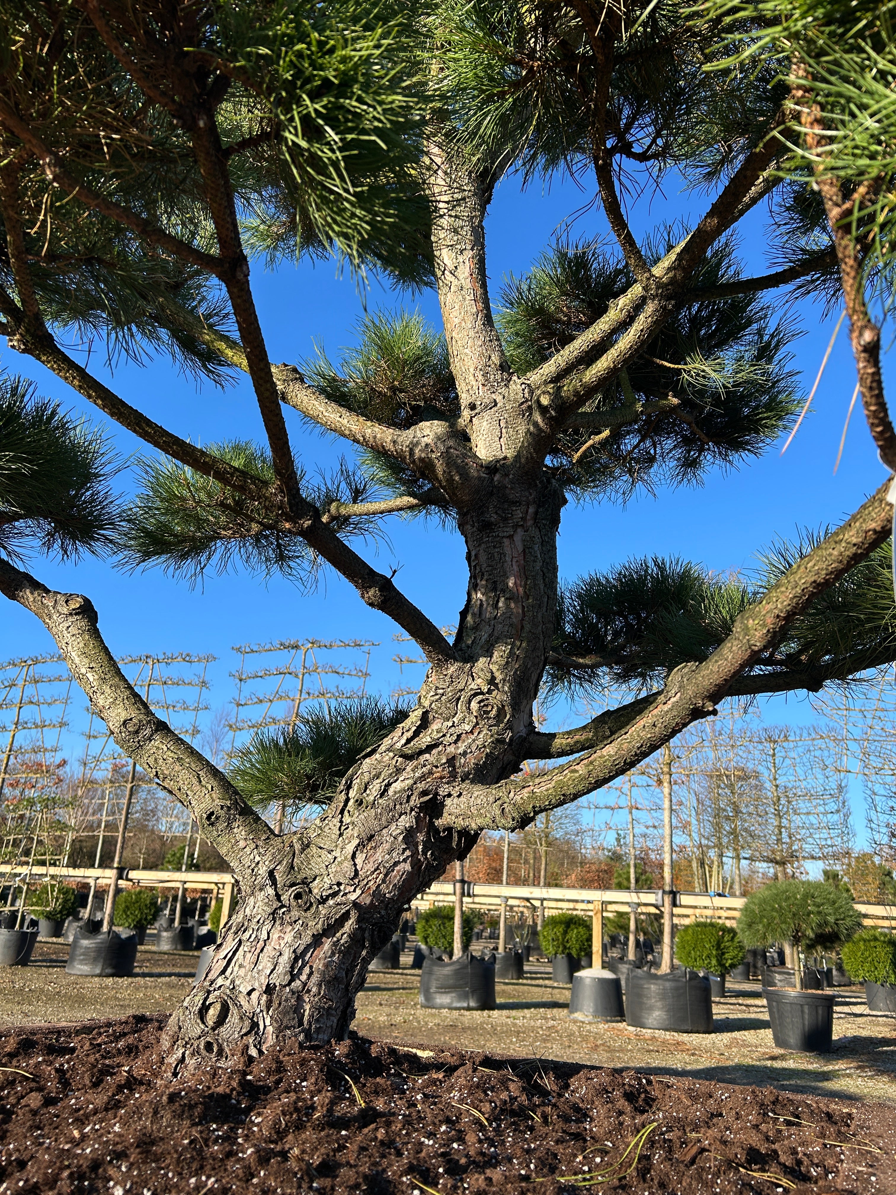 smuk karakteristisk gråbrune bark, med grov afskalning. som viser stamme svingende forløb der giver den et skulpturelt udtryk