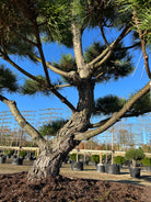 smuk karakteristisk gråbrune bark, med grov afskalning. som viser stamme svingende forløb der giver den et skulpturelt udtryk