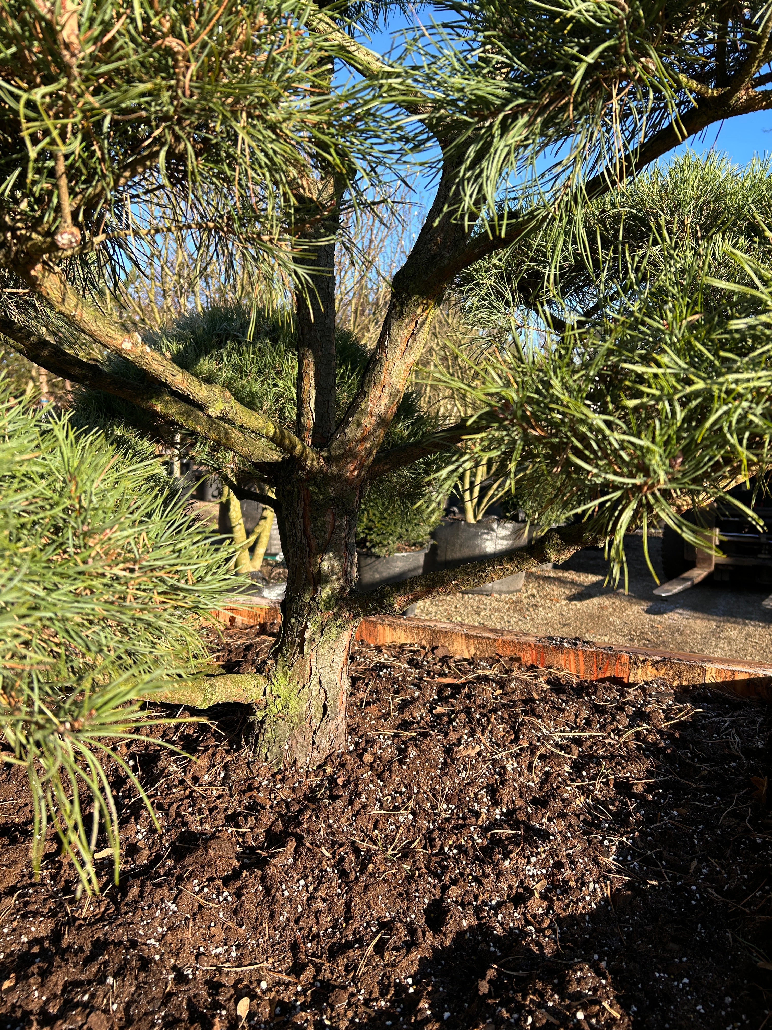 Kraftig stamme på bonsaiklippet skovfyr, Pinus sylvestris
