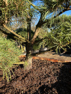 Kraftig stamme på bonsaiklippet skovfyr, Pinus sylvestris