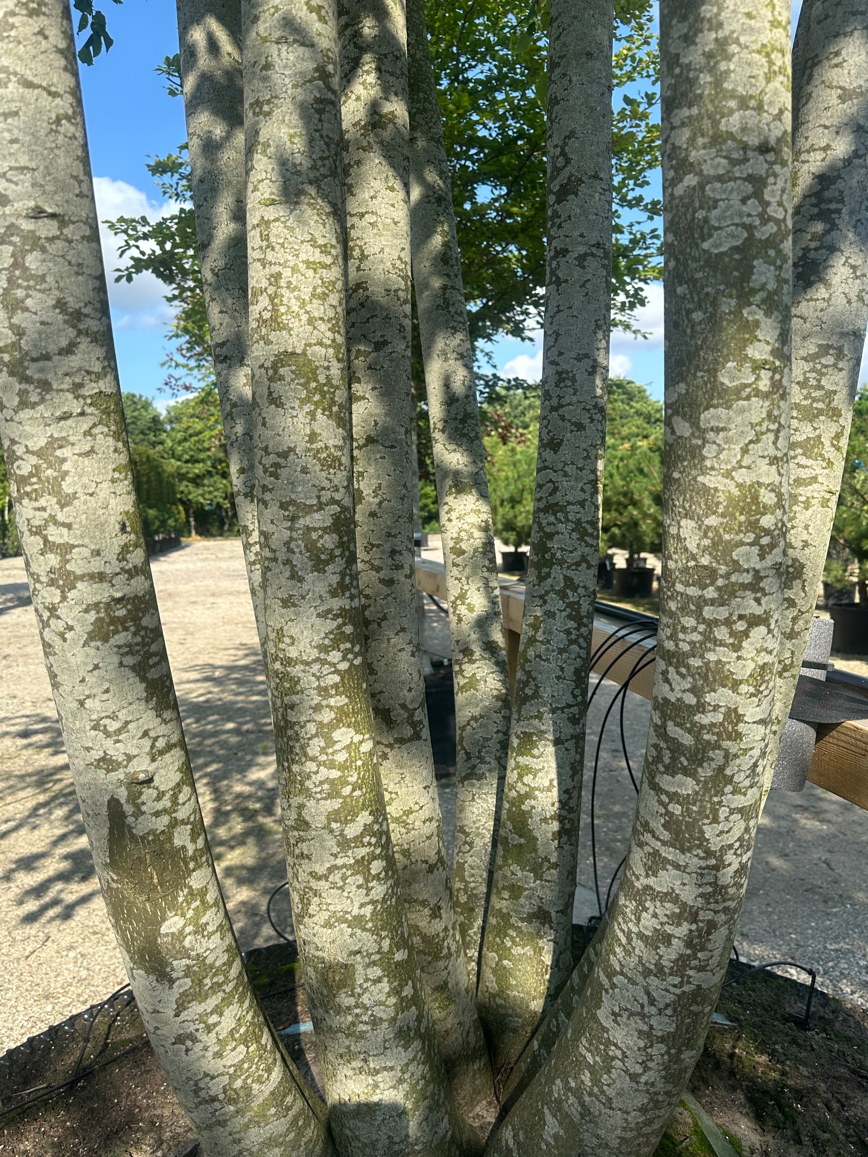 En multistammet Tilia europaea Pallida med de glatte, gråbrune stammer.