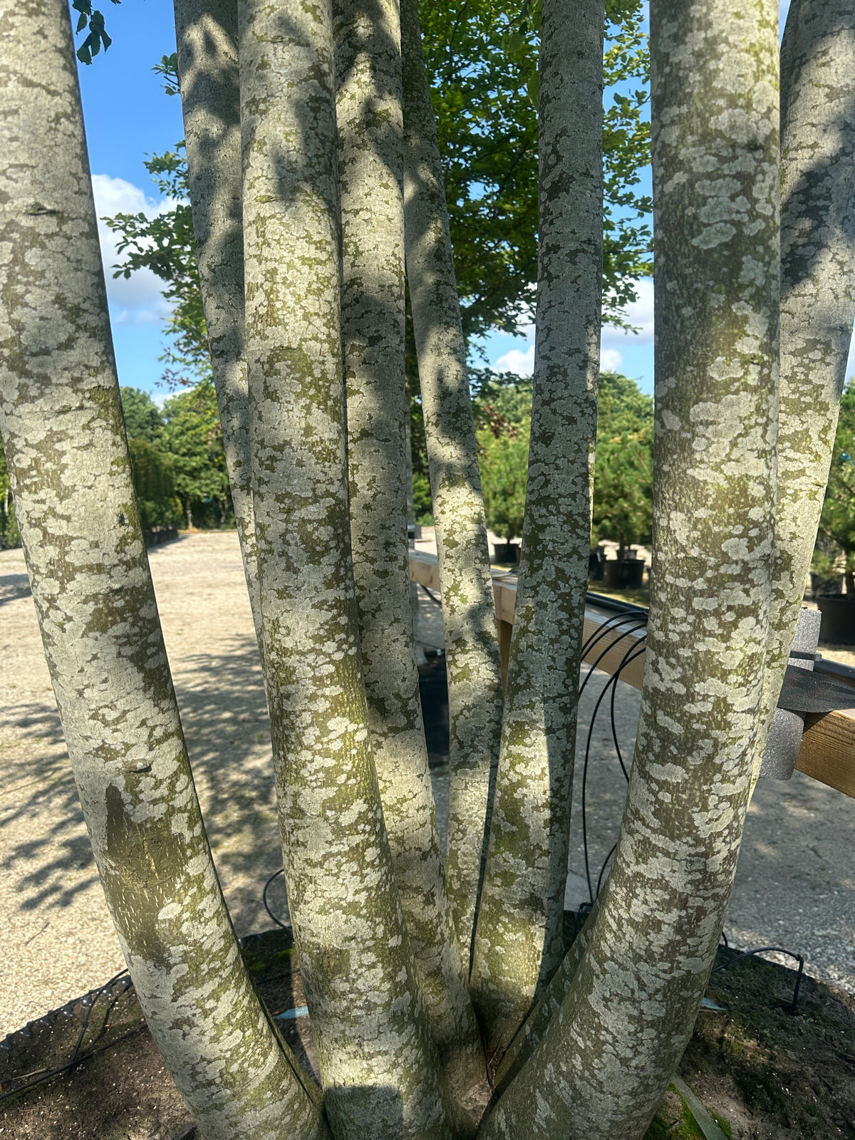 En multistammet Tilia europaea Pallida med de glatte, gråbrune stammer.