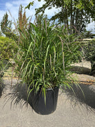 Staudehirse, Panicum virgatum 'Squaw', med opret, grøn vækst og lette, luftige blomstaks i rosa og rødbrune nuancer.