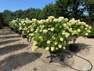 Store syrenhortensia, hydrangea paniculata Limelight, der er rigt blomstrende. 