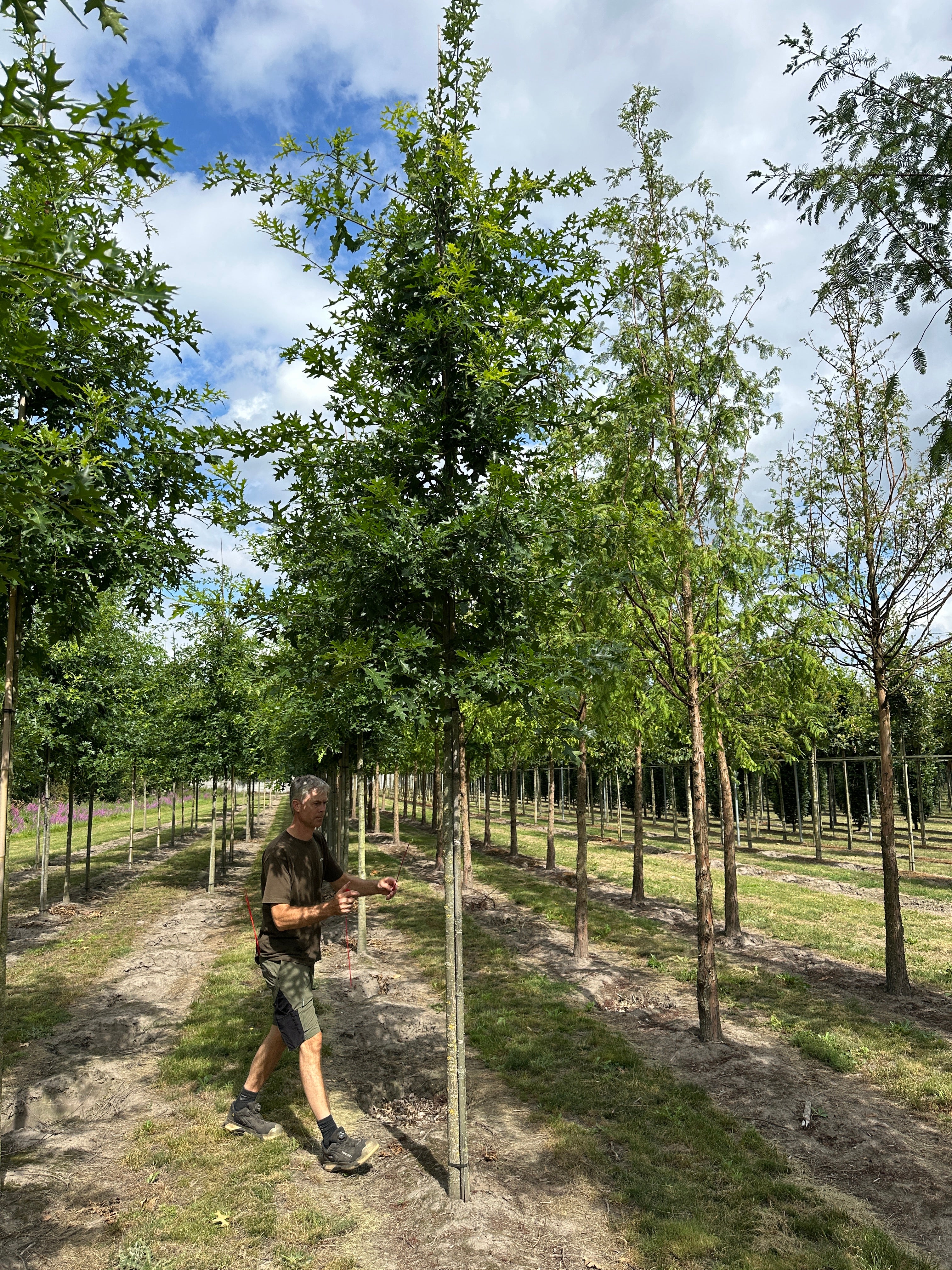Sump Eg Quercus Palustris  Robust og hårdfør med flot høstfarve