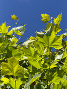 Stort, håndfliget og mørkegrønt blad fra en Platan - Platanus hispanica med karakteristiske skarpe takker.