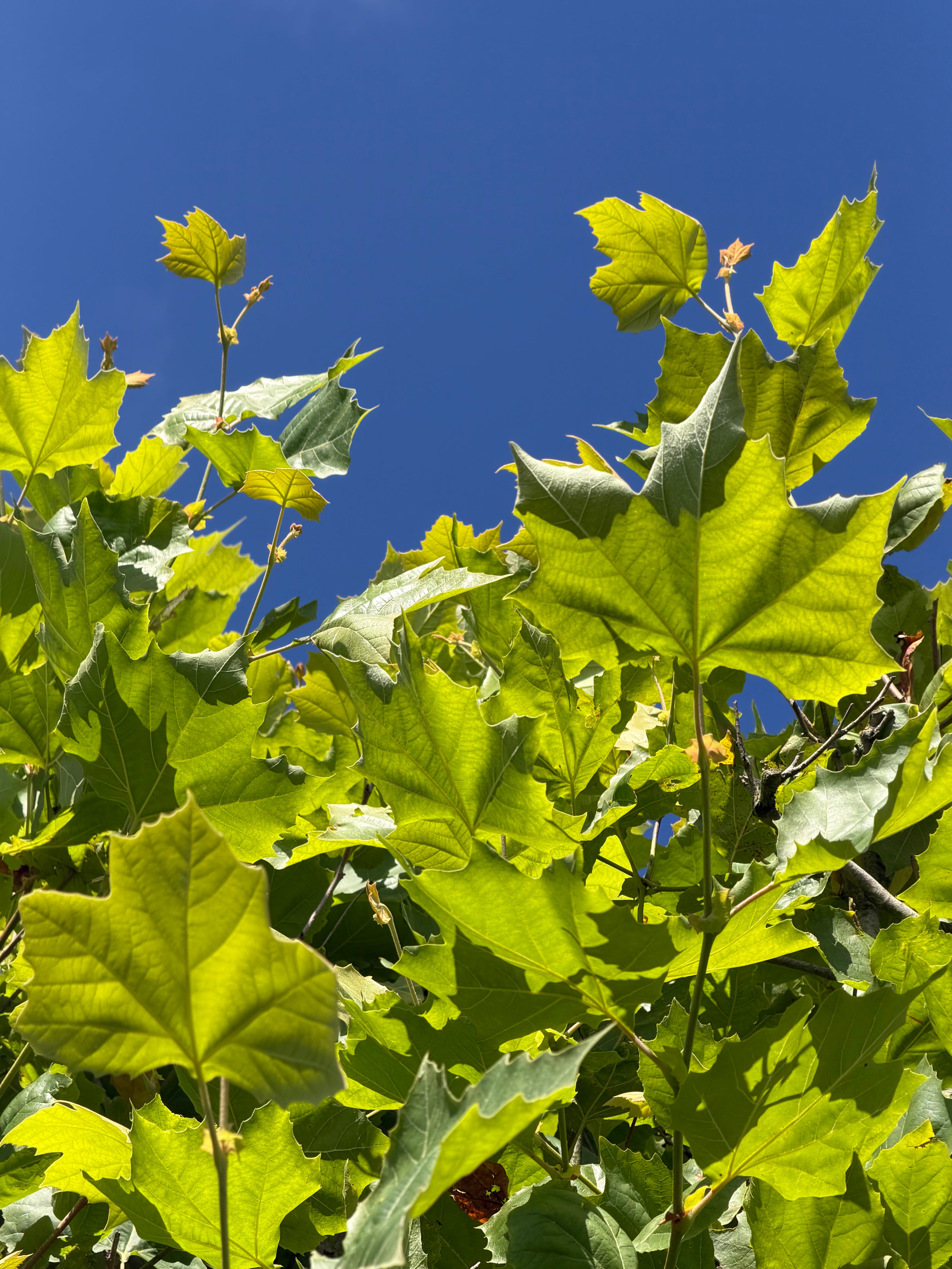 Stort, håndfliget og mørkegrønt blad fra en Platan - Platanus hispanica med karakteristiske skarpe takker.