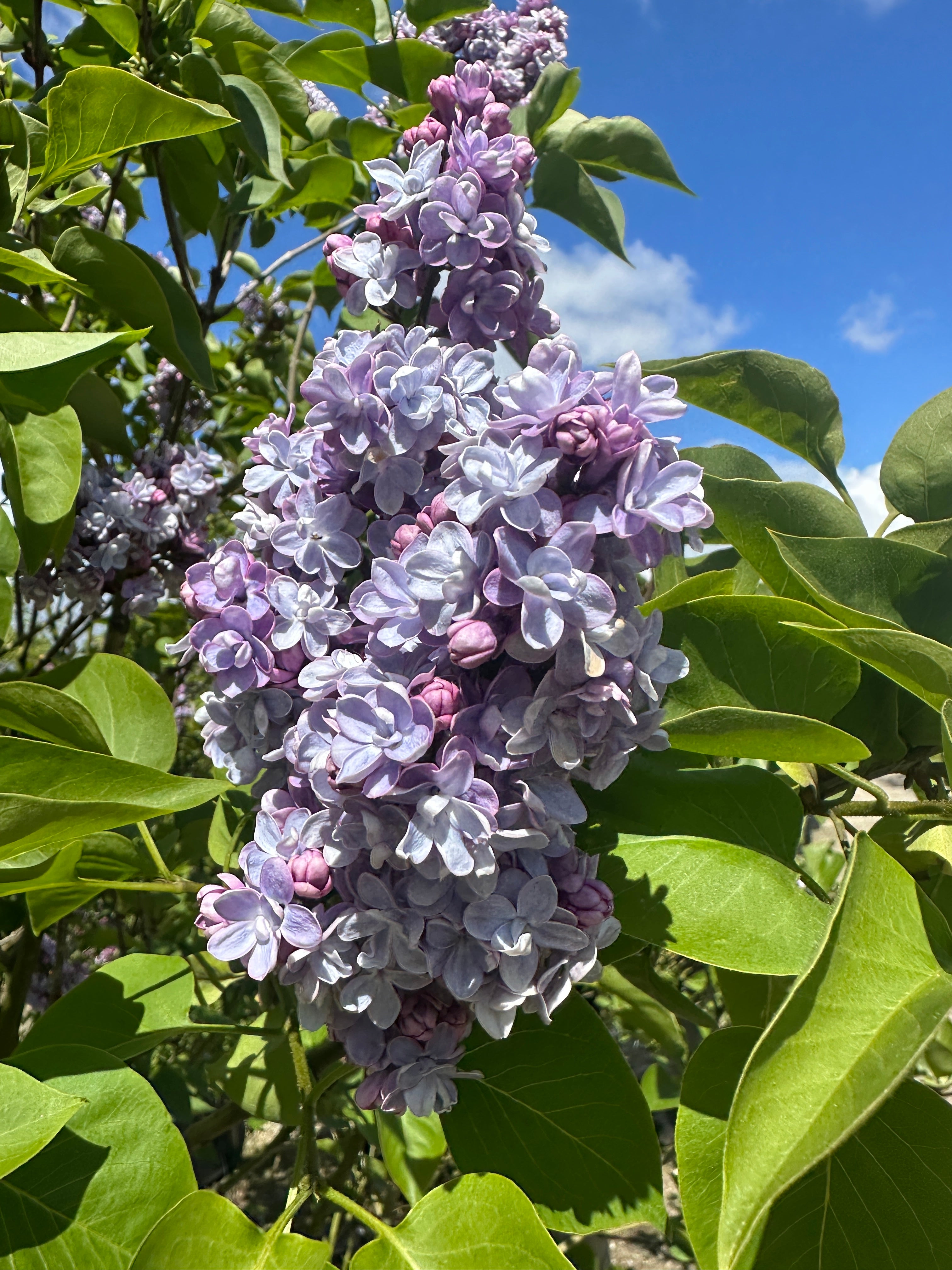 Nærbillede af en stor opretstående blomsterklase på en syren Michel Buchner med tætte fyldte lilla blomster og et lysere hvidt centrum