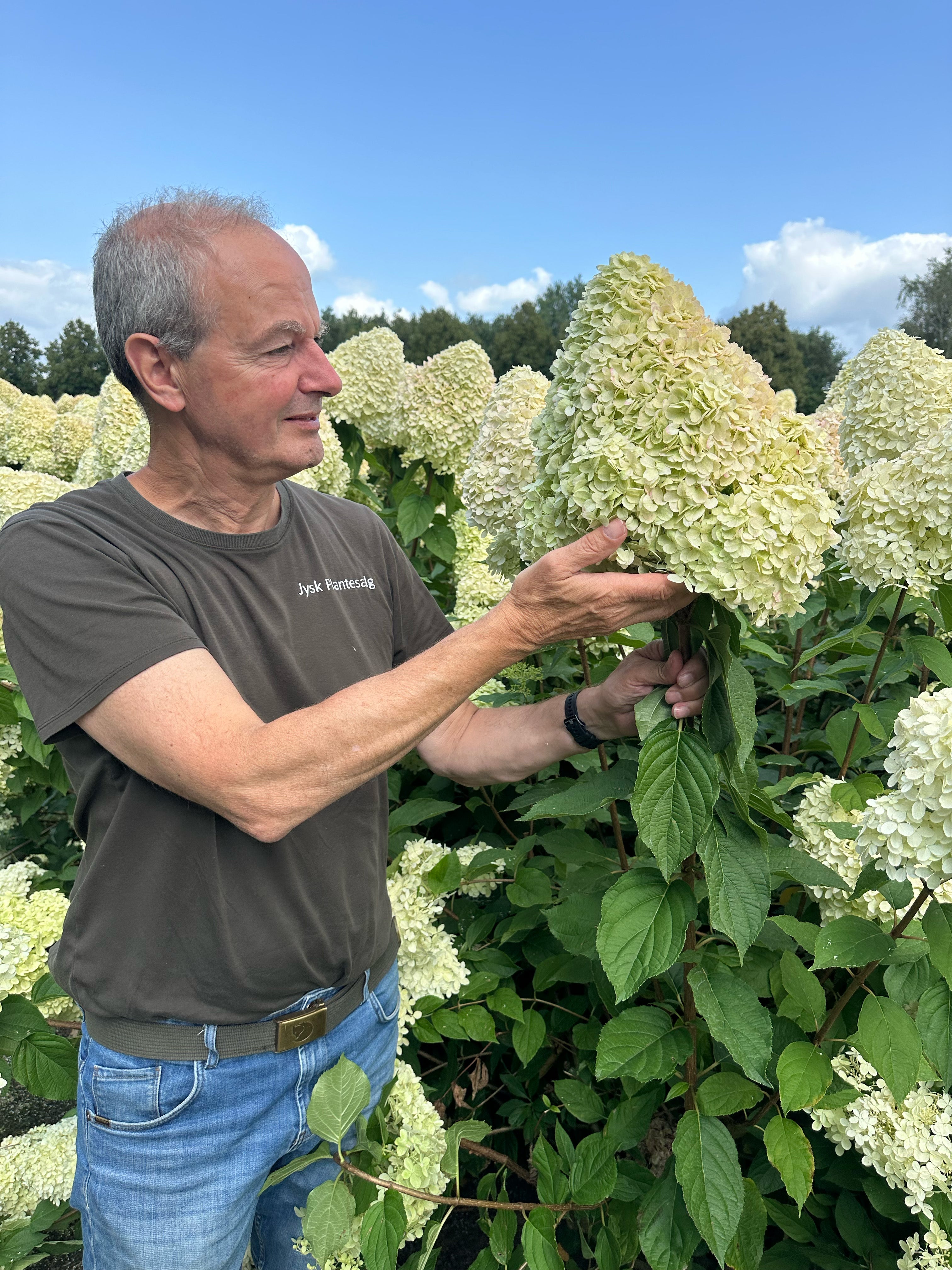 Begyndende multistammet syrenhortensia Limelight med store, limegrønne og cremehvide blomsterklaser på kraftige hovedstammer.