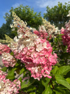 Nærbillede af syrenhortensia 'Pinky Winky' med en stor, kegleformet blomst i et smukt miks af hvide og rosa farver.