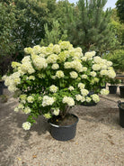 Kraftig flot syrenhortensia sort der hedder Skyfall