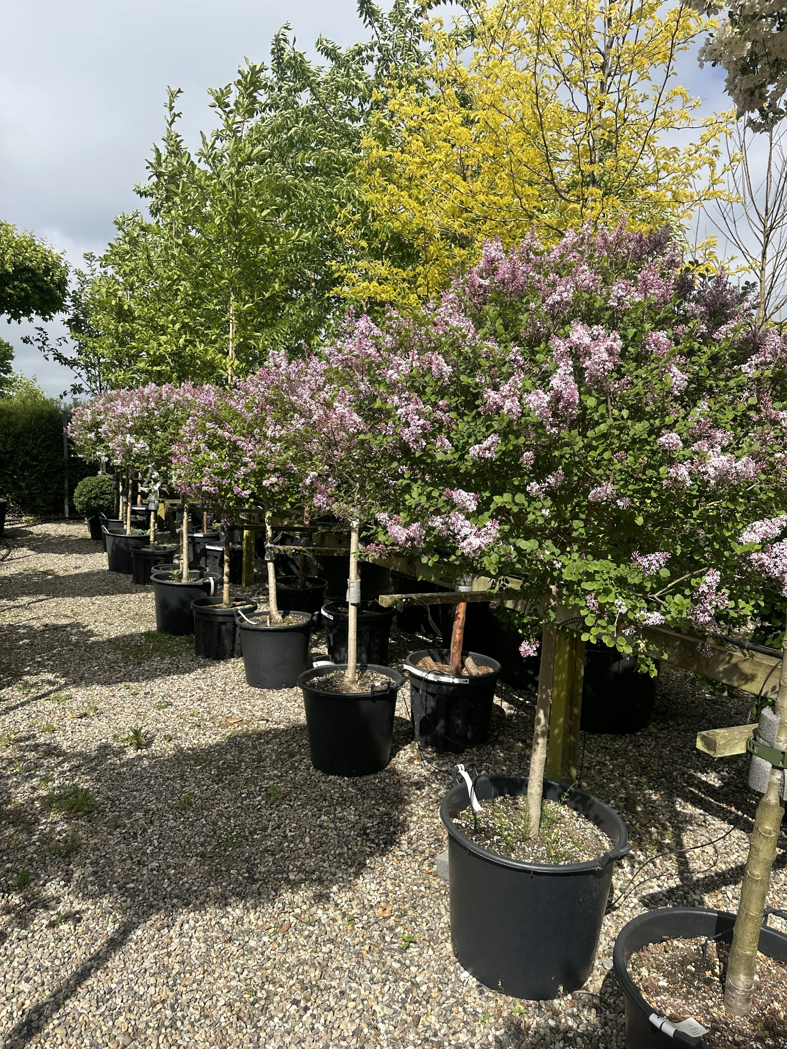 Opstammet flotte dværg syrener med lav stamme, med sine flotte blomster lyslilla blomster