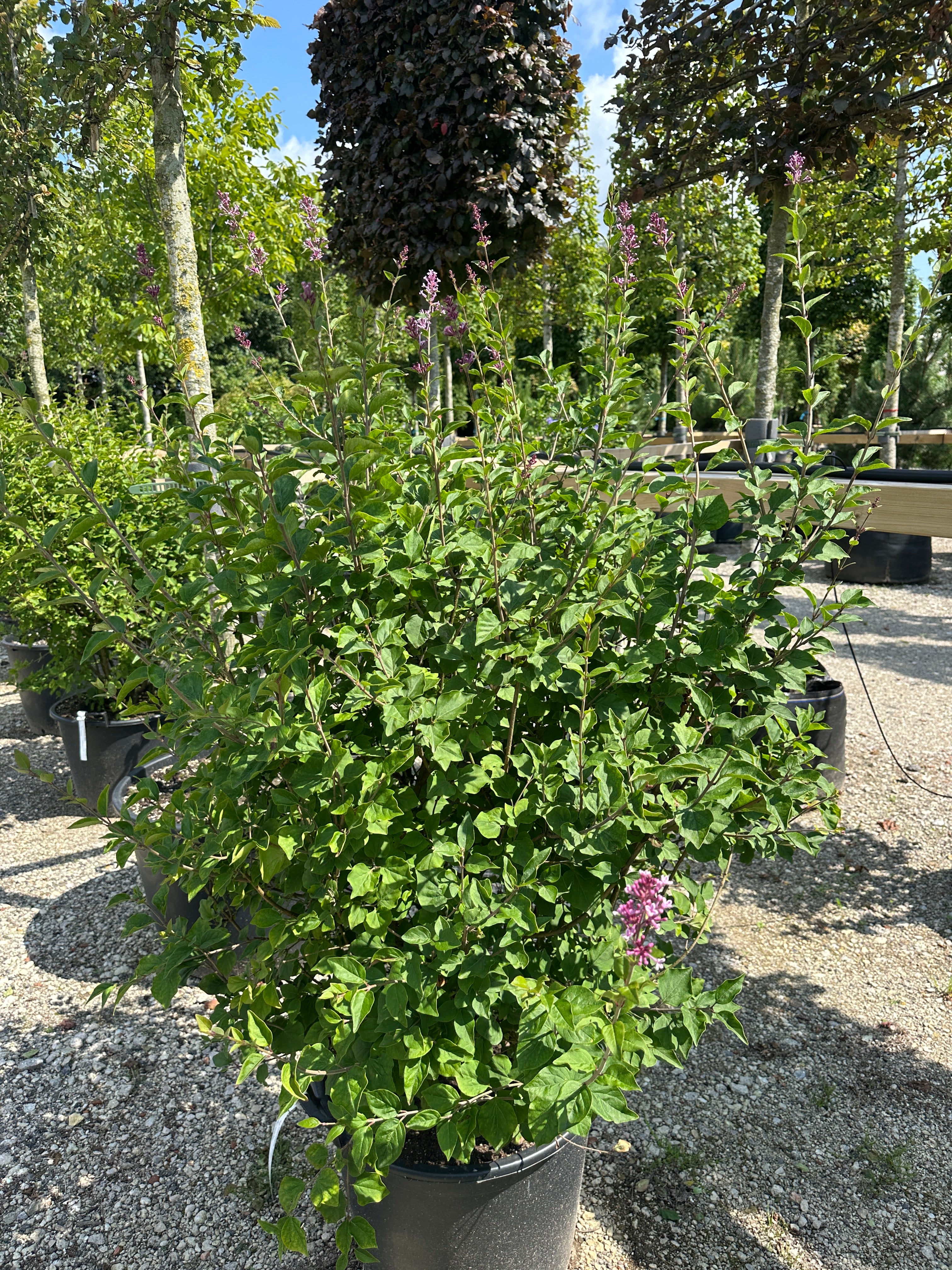 En kompakt og rundet dværg-syrenbusk i haven lige før løvspring og blomstring, hvor grenene står tæt med spæde, grønne blade og lilla blomsterknopper i klaser.