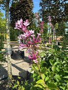 Dværg-syrenbusk med lilla blomsterknopper.