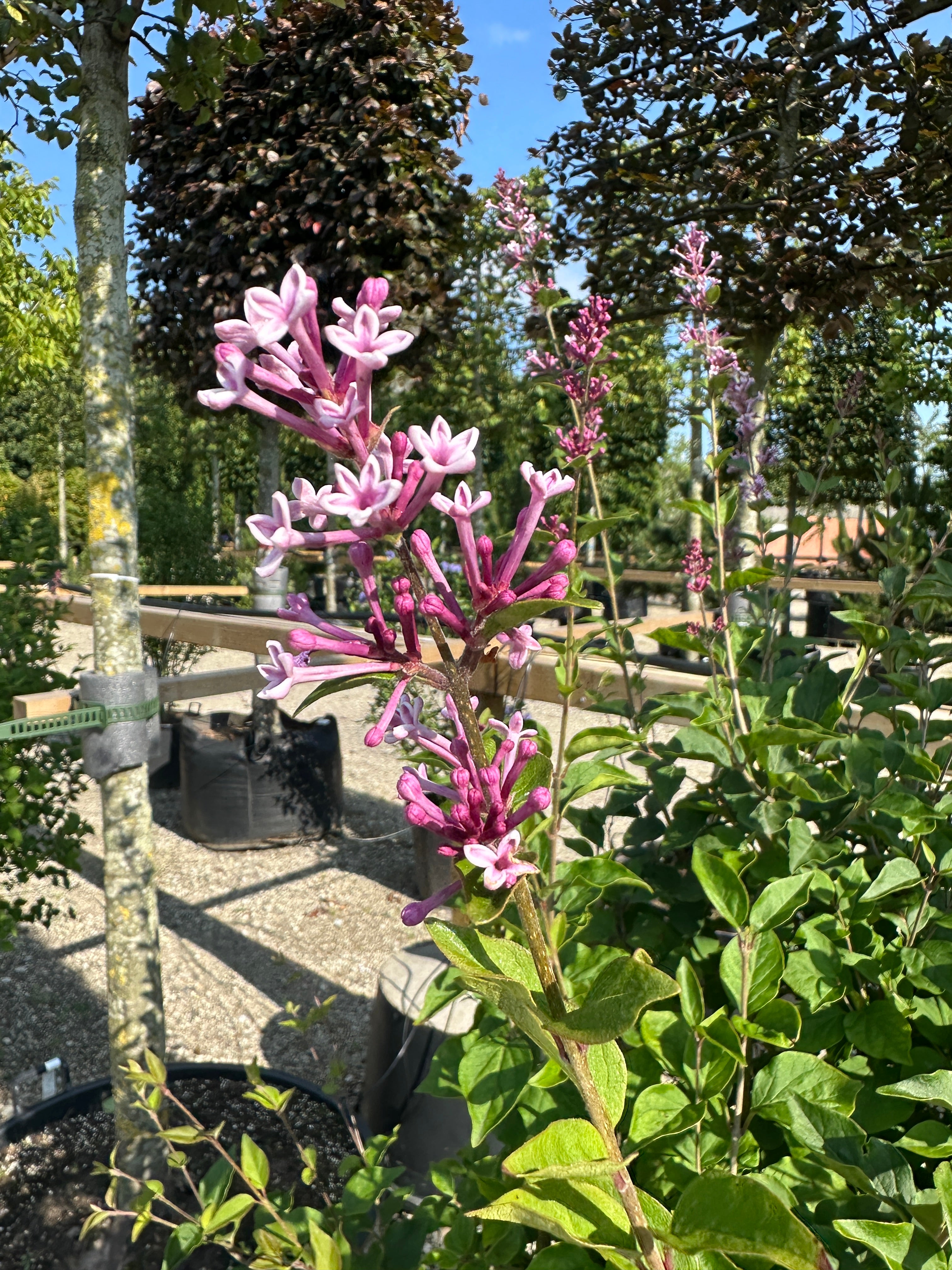 Dværg-syrenbusk med lilla blomsterknopper.