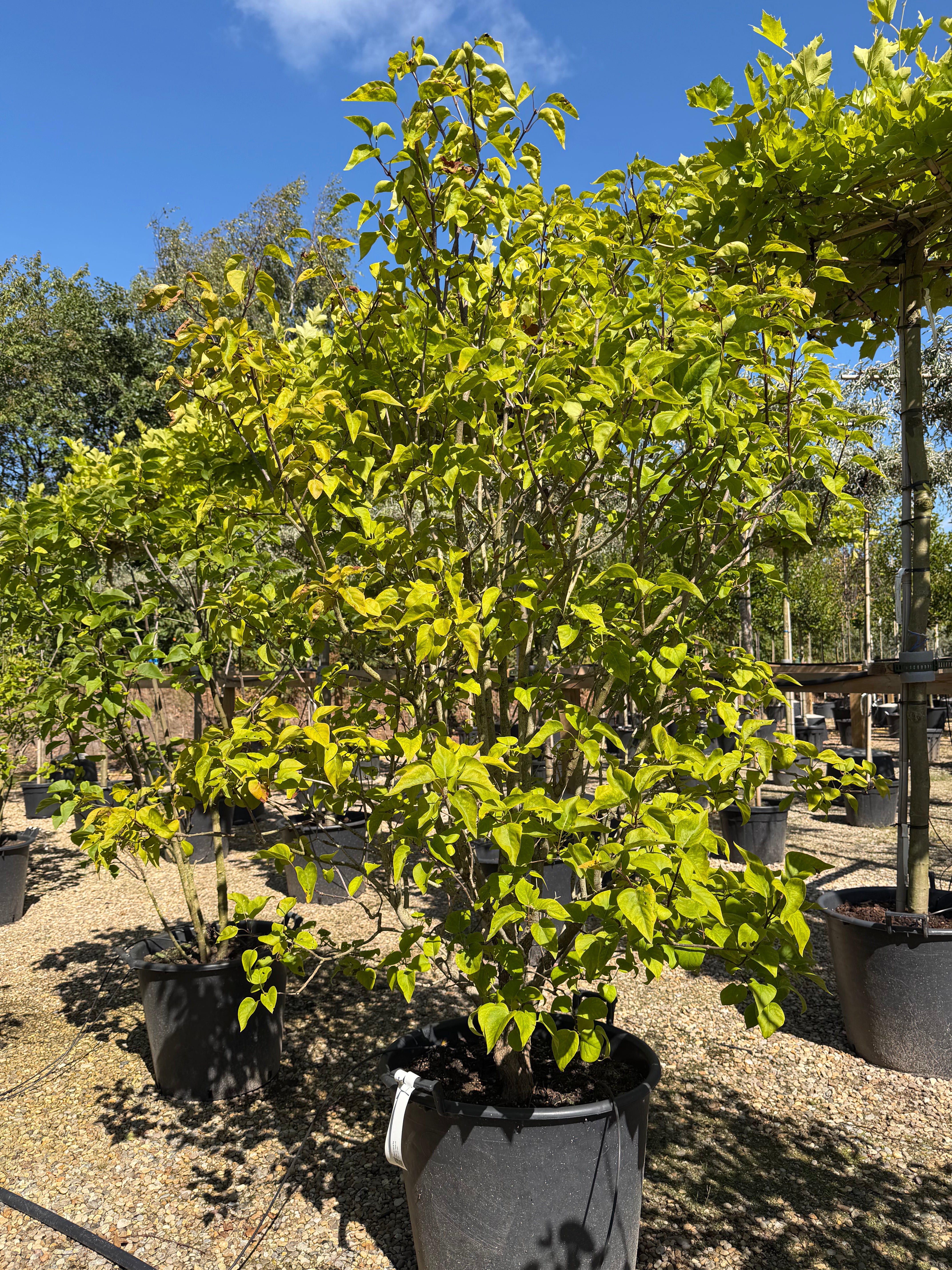 Syringa vulgaris Charles Joly ægte syren som busk med mørkegrønt løv, efter en blomstring med store klaser af duftende, mørklilla fyldte blomster.