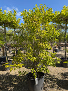 Syringa vulgaris Charles Joly ægte syren som busk med mørkegrønt løv, efter en blomstring med store klaser af duftende, mørklilla fyldte blomster.