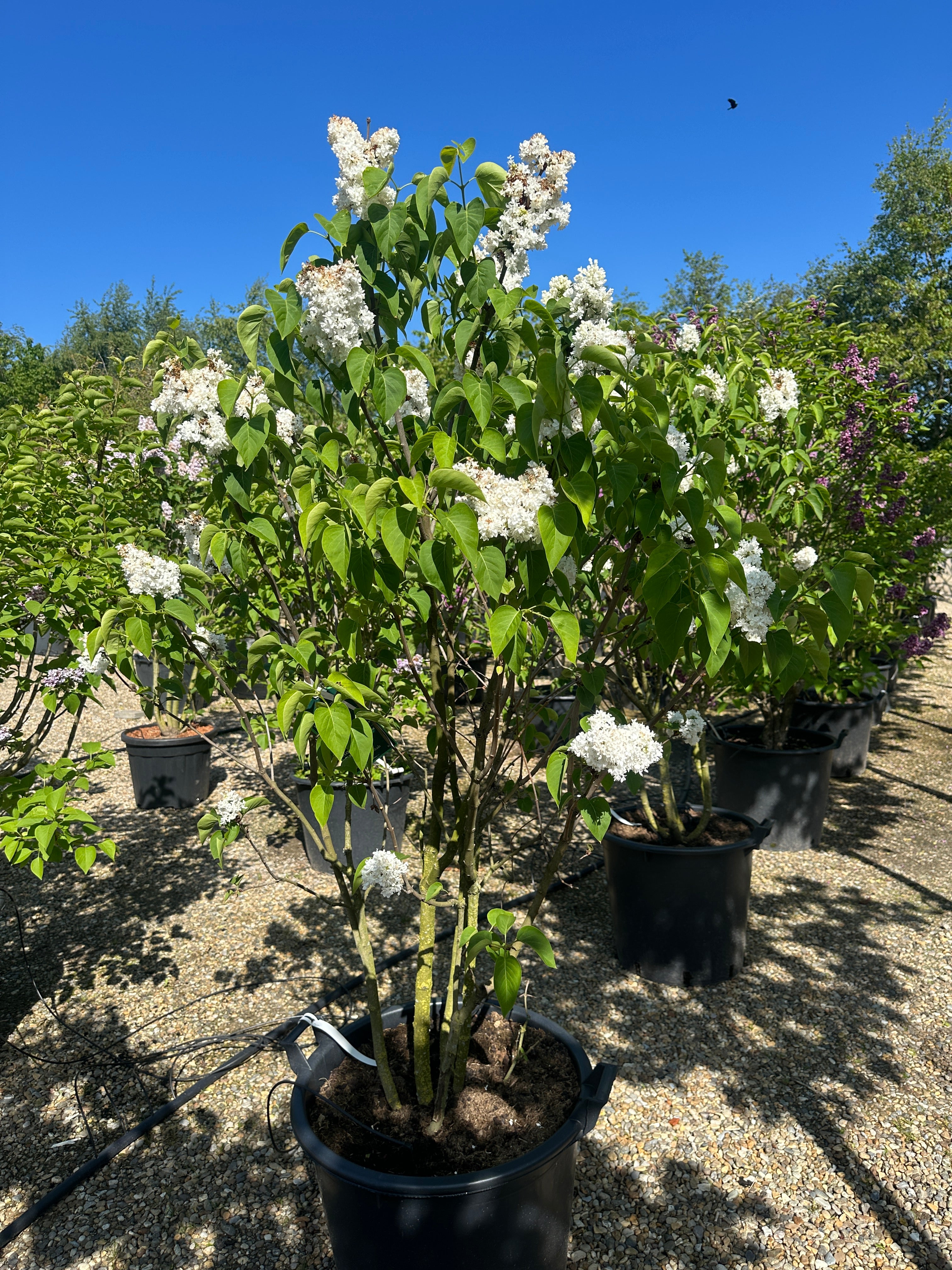 Tæt busk af ægte syren 'Madame Lemoine' med hjerteformede blade og store klaser af fyldte, hvide blomster.
