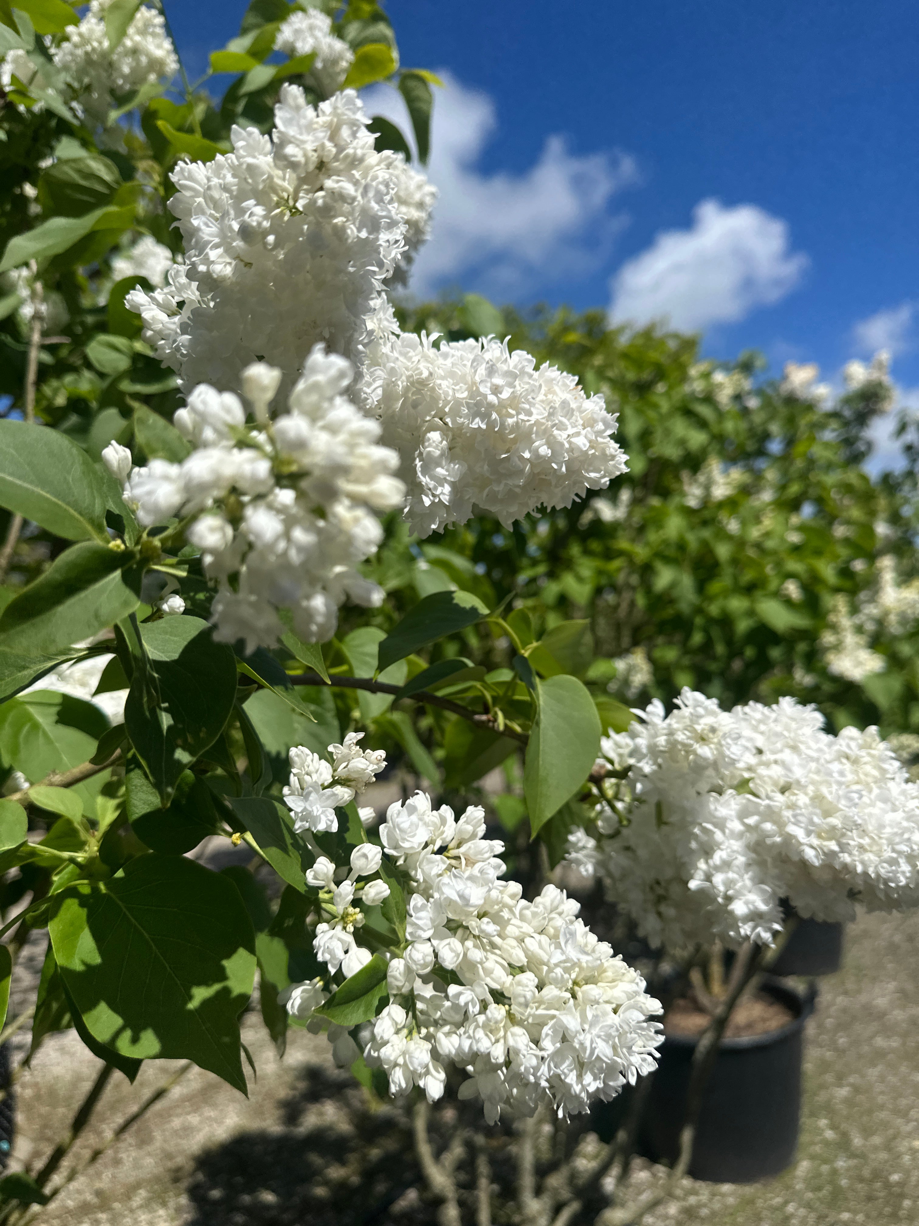 Store, tætfyldte og kridhvide blomsterklaser på en multistammet 'Monique Lemoine' ægte syren.