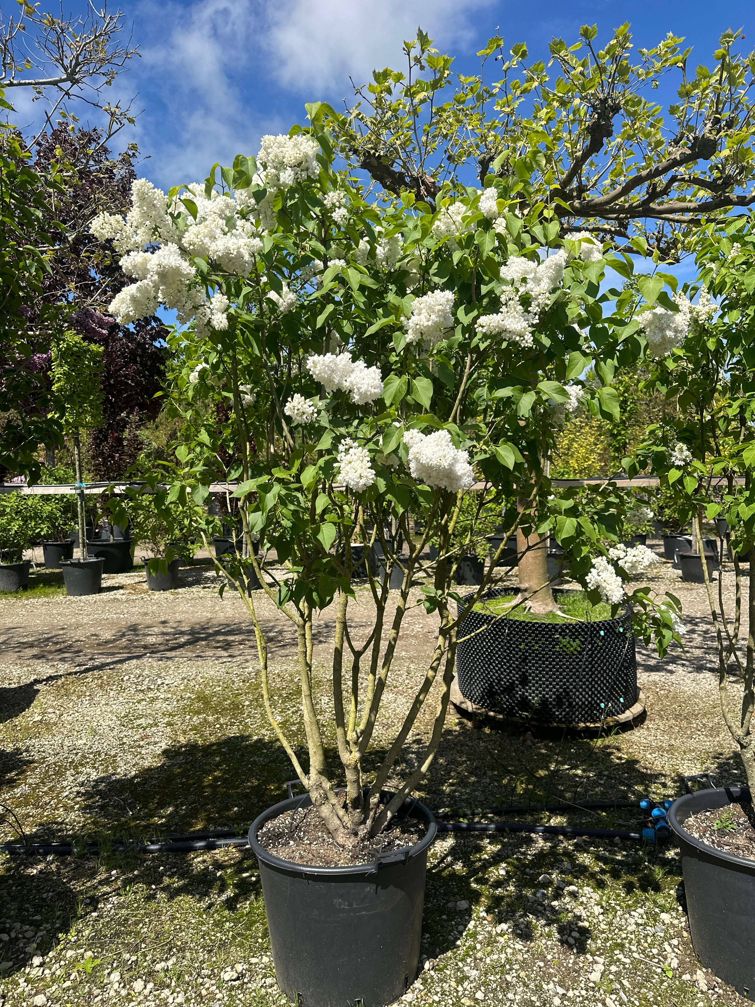 Syringa vulgaris 'Monique Lemoine' ægte syren med en flot, opret formklippet struktur.