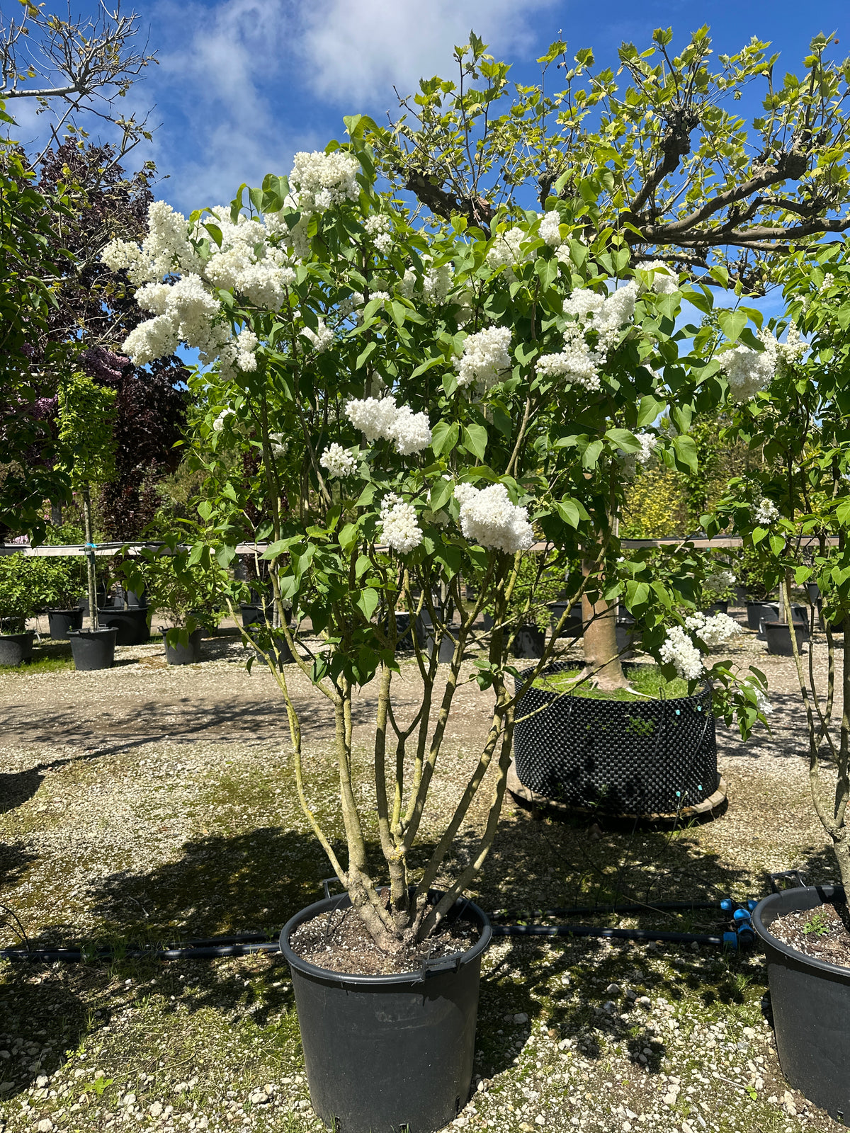 Syringa vulgaris 'Monique Lemoine' ægte syren med en flot, opret formklippet struktur.
