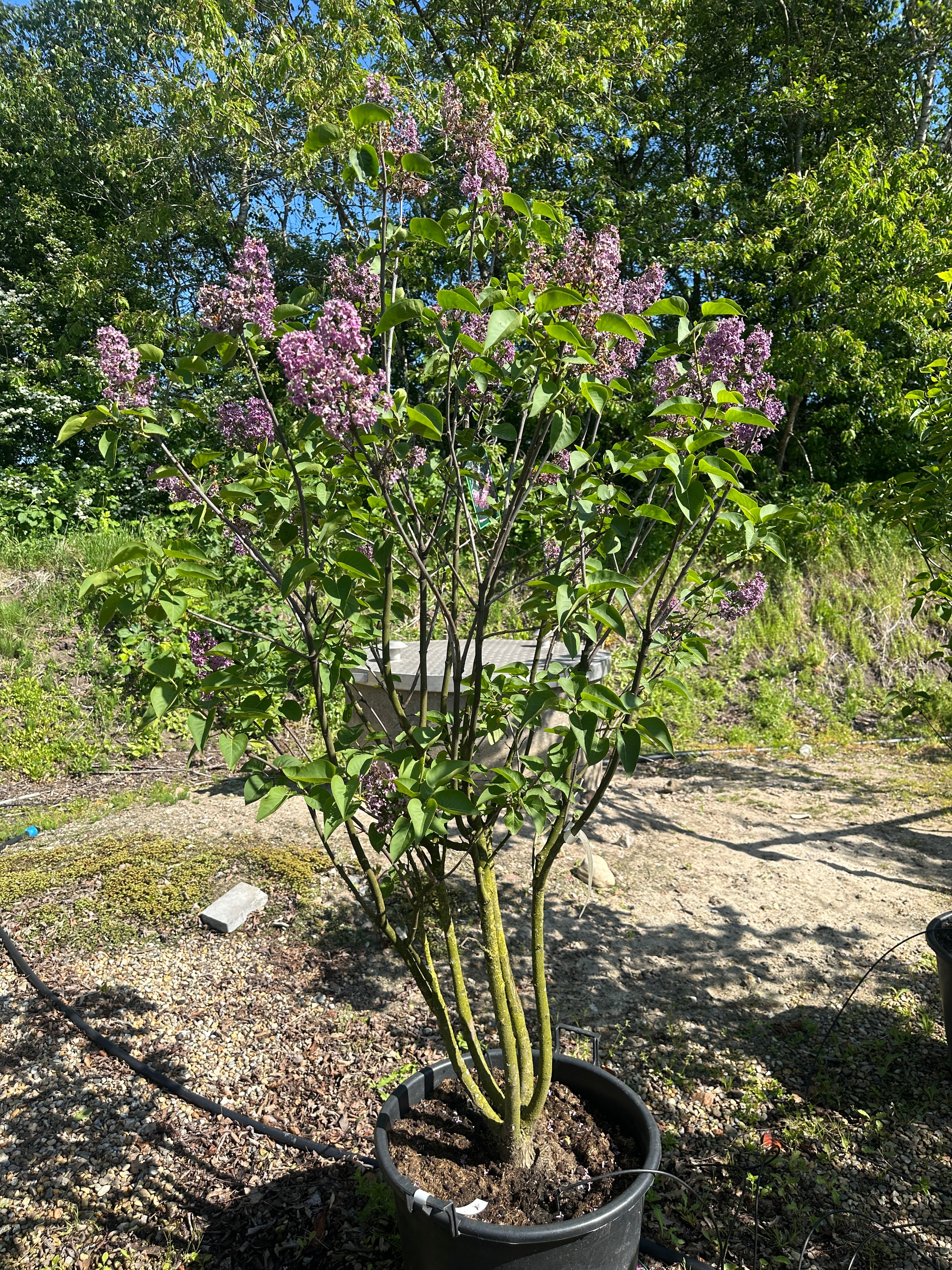 Tæt busk af ægte syren, Syringa vulgaris 'Andenken an Ludwig Späth', med hjerteformede blade og store klaser af mørklilla blomster.