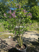 Tæt busk af ægte syren, Syringa vulgaris 'Andenken an Ludwig Späth', med hjerteformede blade og store klaser af mørklilla blomster.