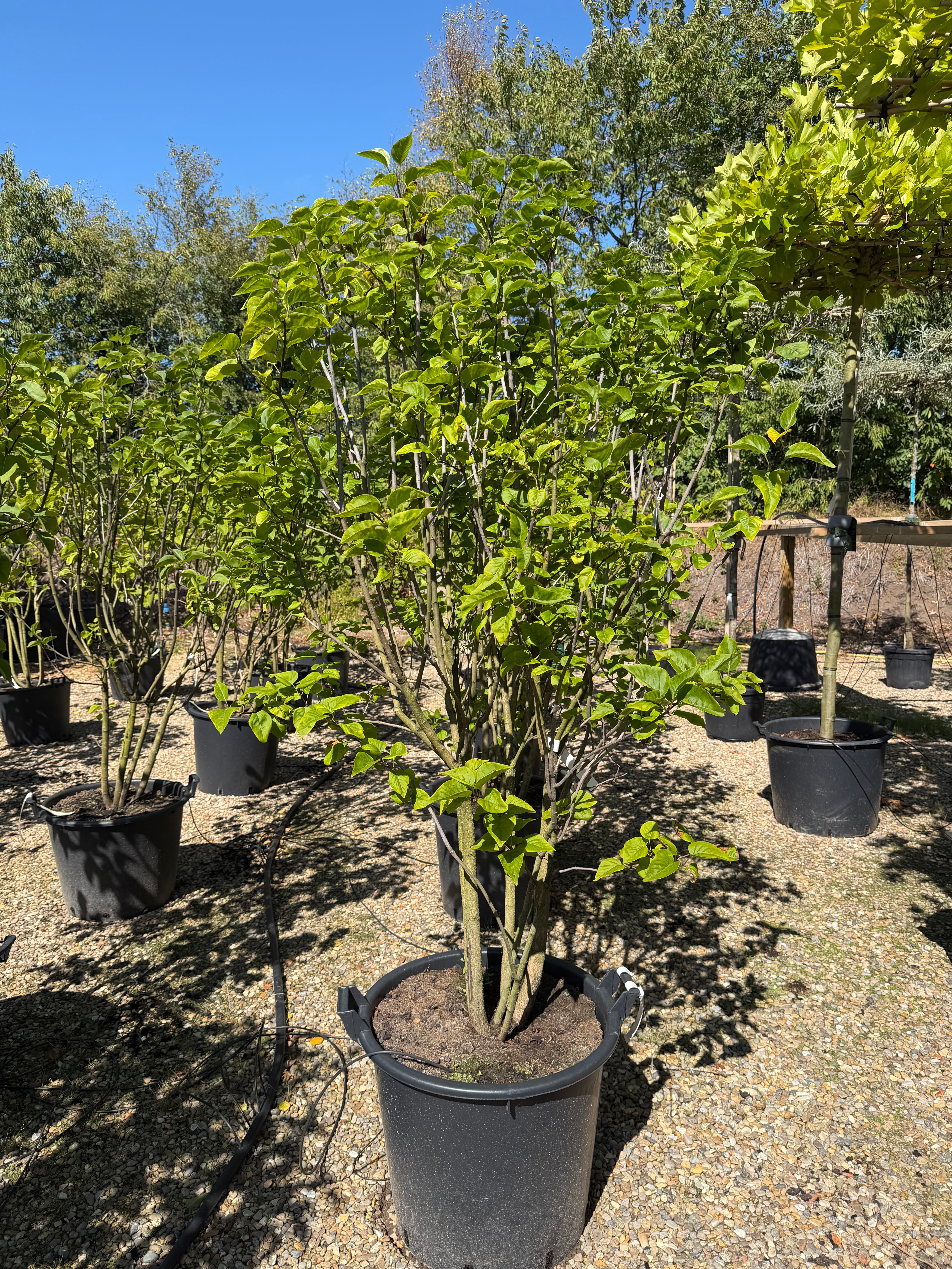Syringa vulgaris Charles Joly - ægte syren som opret busk, efter en blomstring med store klaser af fyldte, mørklilla og duftende blomster.