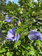 Blomstrende blålilla syrisk rose.
