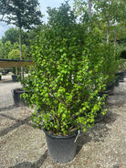 Opret Hibiscus syriacus Red Heart busk med takkede, mørkegrønne sommerblade uden blomster.