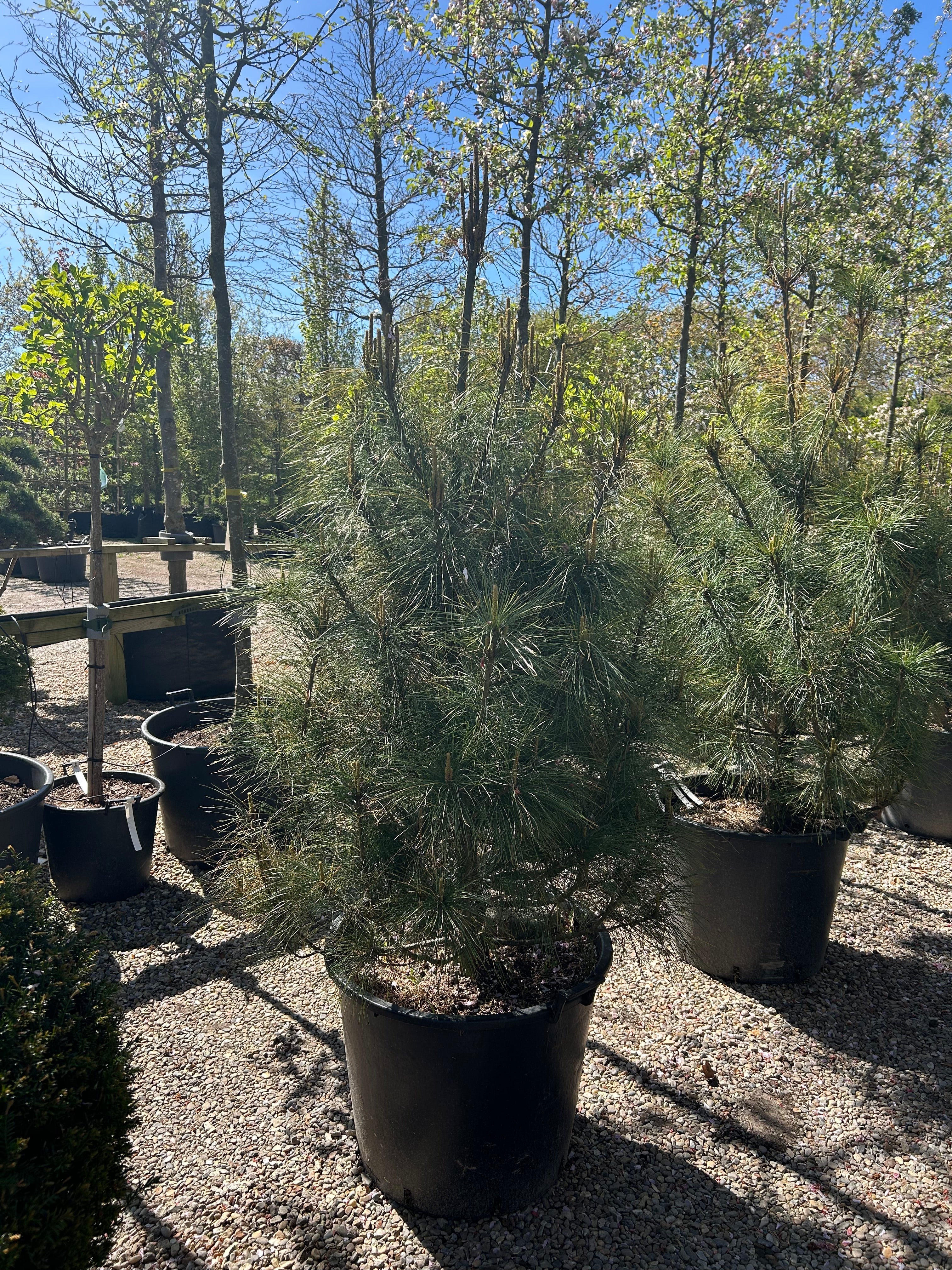 Tårefyr - Pinus wallichiana i buskform. Stedsegrønt nåletræ med lange, bløde nåle.