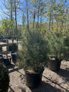 Tårefyr - Pinus wallichiana i buskform. Stedsegrønt nåletræ med lange, bløde nåle.