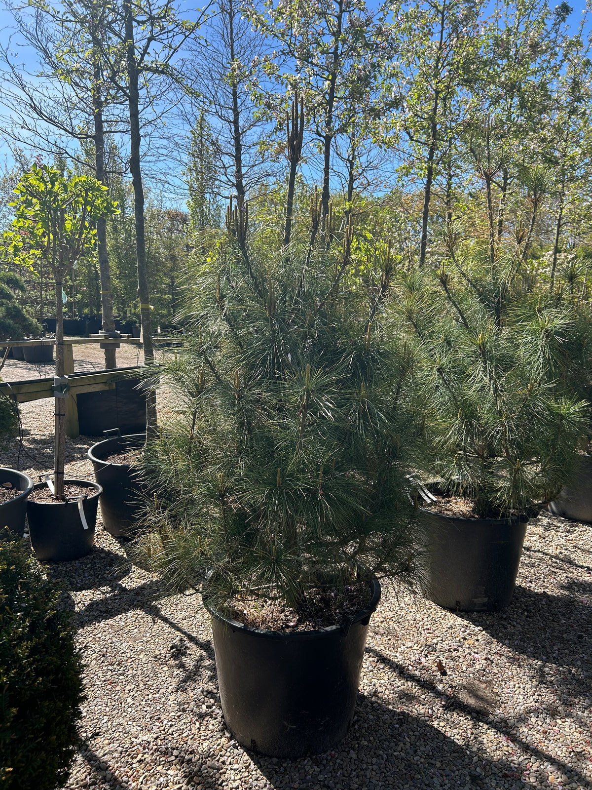 Tårefyr - Pinus wallichiana i buskform. Stedsegrønt nåletræ med lange, bløde nåle.