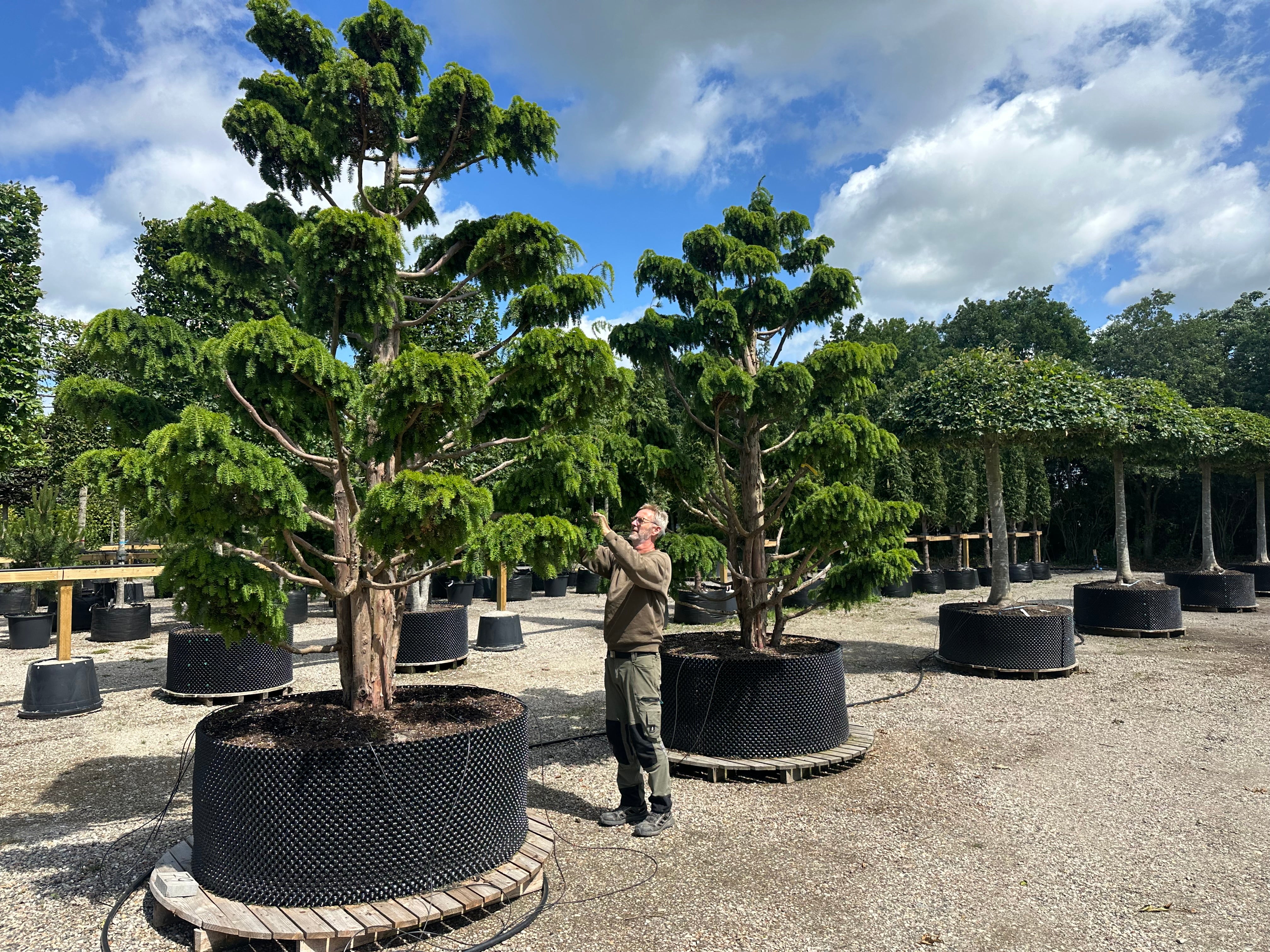 Formklippet taks-bonsai med bløde, overhængende grene.