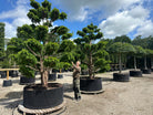 Formklippet taks-bonsai med bløde, overhængende grene.